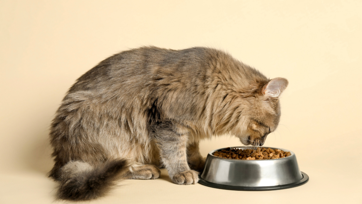 Fluffy gray cat eating dry food from a stainless steel bowl for pet health and nutrition.